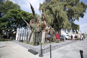 История мексиканского победного дерева