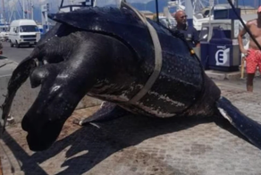 Весила 300 килограмм: в Италии выловили одну из самых больших в мире черепах