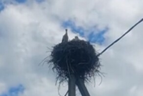 К деньгам: аисты постоянно удобряют кабачки мужчины