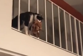 Кошачий английский язык