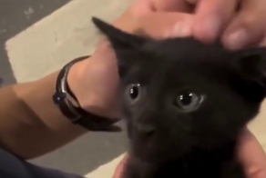 Котёнок, который забыл букву "М"
