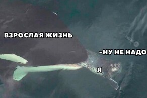 Не ищите здесь смысл. Здесь в основном маразм