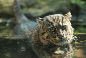 Кот-рыболов: он сломал привычные представления о кошках и стал «амфибией», охотящейся в воде