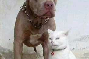 Кот думает, что он пёс