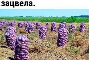 Скрины из соцсетей            