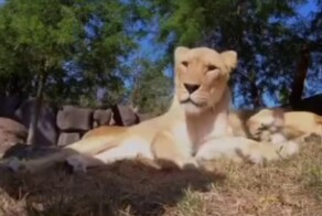 Блогеры, которых мы заслужили