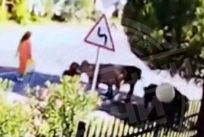 В Сочи корова забодала женщину до потери сознания