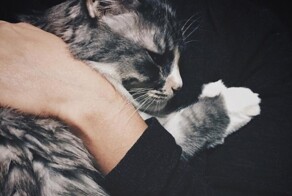 24 котика, которые открыли объятия и порадовали всех, кто туда попал