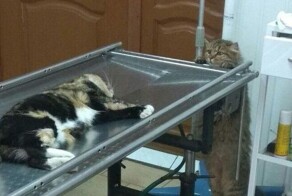 16 забавных животных, которые слишком похожи на людей