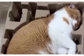 Комфортная лежанка кота