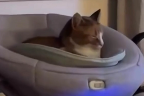 Кот остался доволен колыбелью
