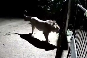 Две собаки прогнали львов, защищая территорию