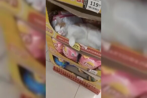 Кот-диетолог в одном из магазинов Санкт-Петербурга