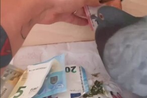 Девушка рассказала, что борется с домашними голубями за свои же деньги