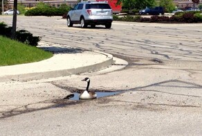 22 примера чудесных пернатых и одно символичное посвящение им