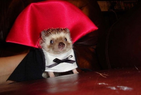 Как нарядить ёжика на праздник (14 фото)