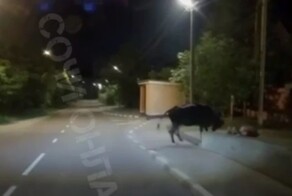 В Сочи бык атаковал мужчину с ребенком