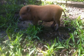Альтернатива обычным домашним питомцам (6 фото)