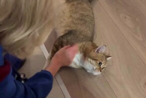 В Москве скорая спасла бабушку от бессонницы, вернув ей YouTube