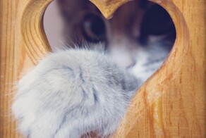 25 сердечных котиков, которые делятся своими чувствами и могут растопить лёд даже в самом жестоком сердце