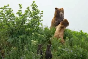 На Аляске медведица яростно защищала детенышей от гигантского гризли