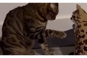 Попытка кота познакомиться со своей LEGО-копией