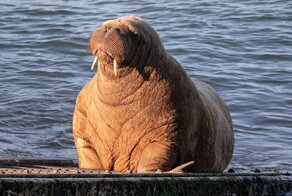 Морж Уолли случайно стал героем Интернета