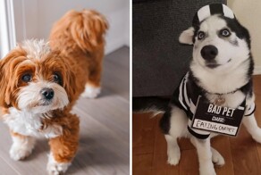 Какие породы собак самые непослушные