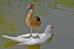 На общую тему&nbsp;