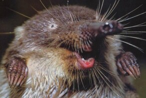 Это русская выхухоль: как живет почти слепой зверь из подземелья