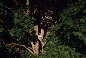 В Подмосковье спасатели снимали с дерева кошку и её хозяйку