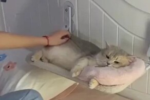 Хозяйка готовит питомца ко сну