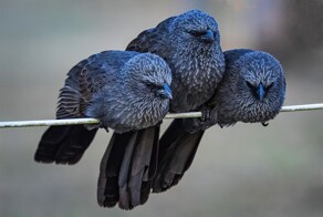 На общую тему&nbsp;