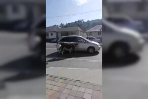 Крик души сочинца, которого задолбали безхозные коровы