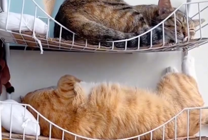 Кошачий плацкарт