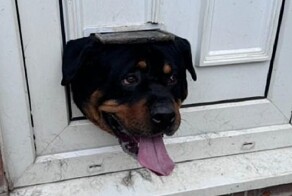 Ротвейлер пытался изобразить кошку, но застрял в дверном люке