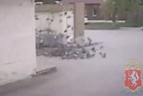 Дважды проехался по стае голубей и заработал лишение прав