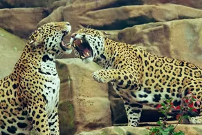 Редкий леопард нашел пару благодаря сайту знакомств