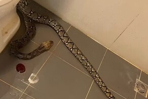 В Таиланде питон вылез из унитаза и укусил мужчину, который справлял нужду