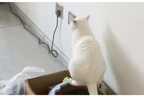 Поставить кошачий лоток в спальне было не лучшей идеей