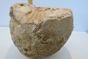 В Тверских лесах найдена окаменелость⁠⁠