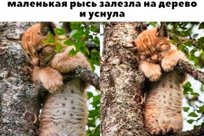 Скрины из соцсетей            
