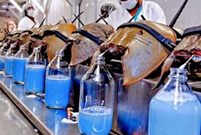 Чем интересен таинственный морской зверь с голубой кровью