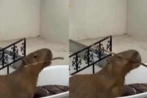 Кунг-фубара готовится к поединку