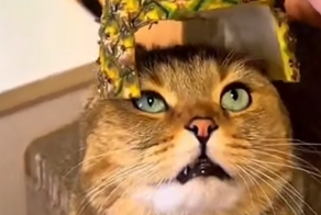 Славься, король Ананасий