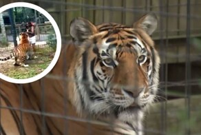 Полиция ищет американку, дразнившую тигра