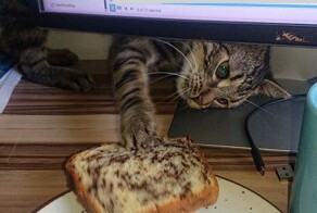 30 смешных моментов, когда мохнатые воришки попались на краже еды