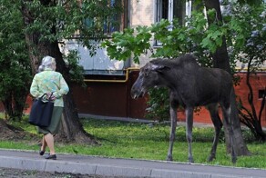 В России начинается гон у лосей, который может быть опасен для людей