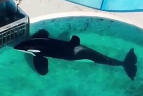 Самая одинокая в мире косатка: душераздирающее видео