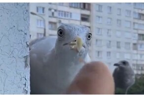 Когда девушка сказала, что ест как птичка